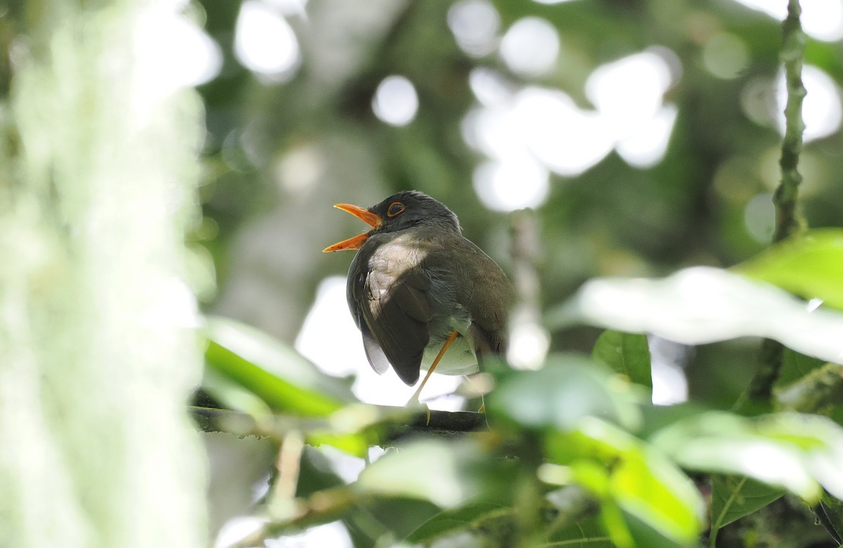 Orange-billed Nightingale-Thrush - ML626310567