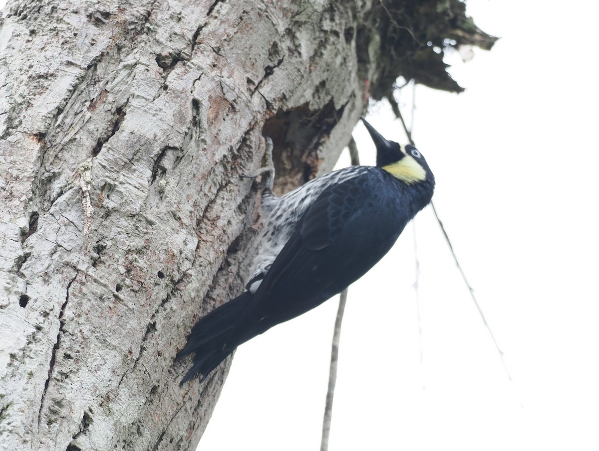 Acorn Woodpecker - ML626310596