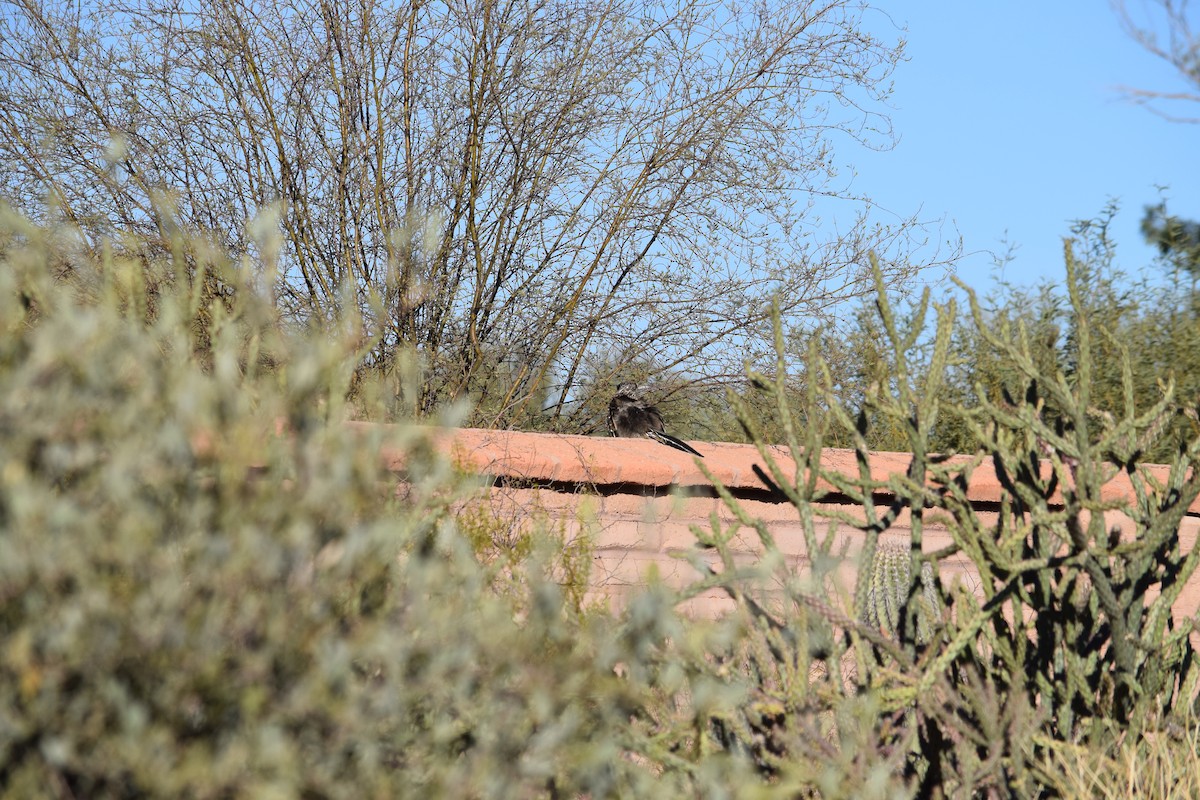 Greater Roadrunner - ML626310651