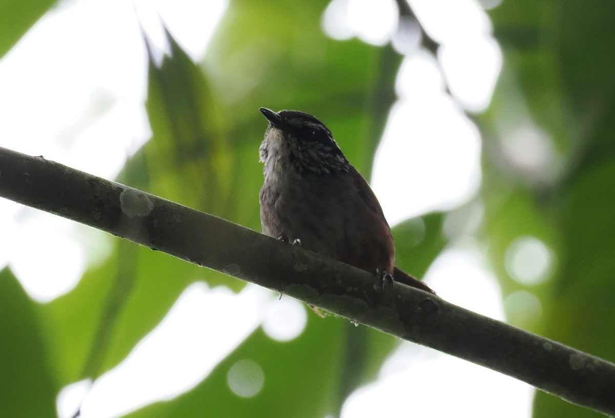 Gray-breasted Wood-Wren - ML626310716