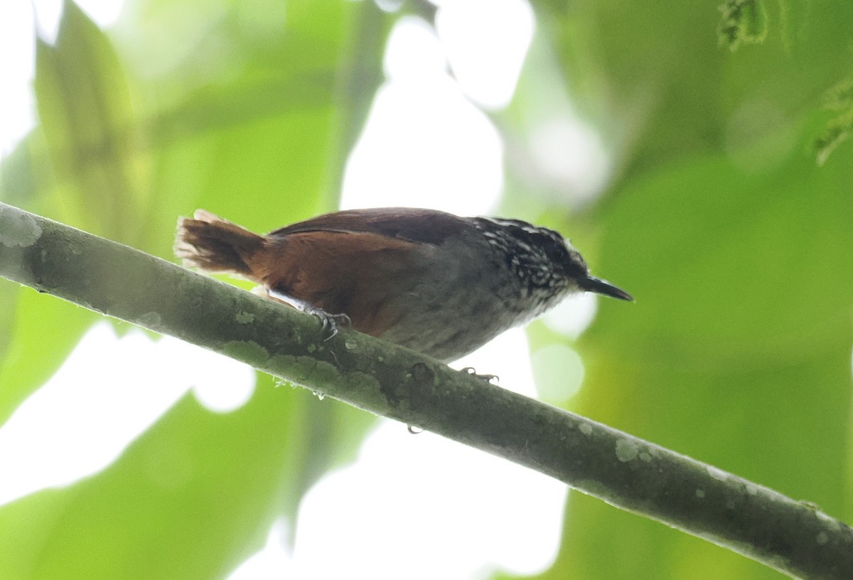 Gray-breasted Wood-Wren - ML626310717