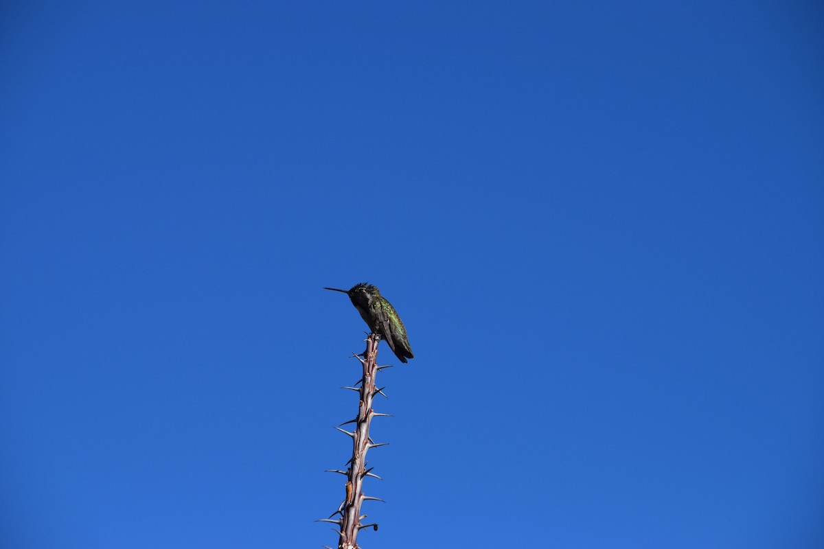 Costa's Hummingbird - ML626310724
