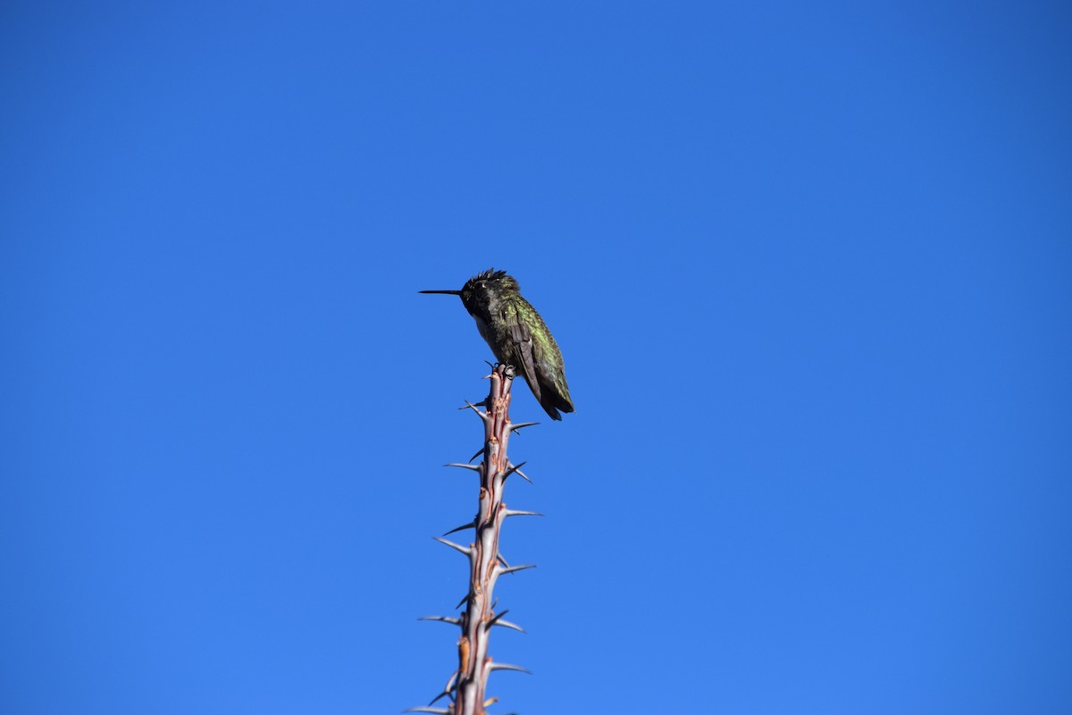 Costa's Hummingbird - ML626310739