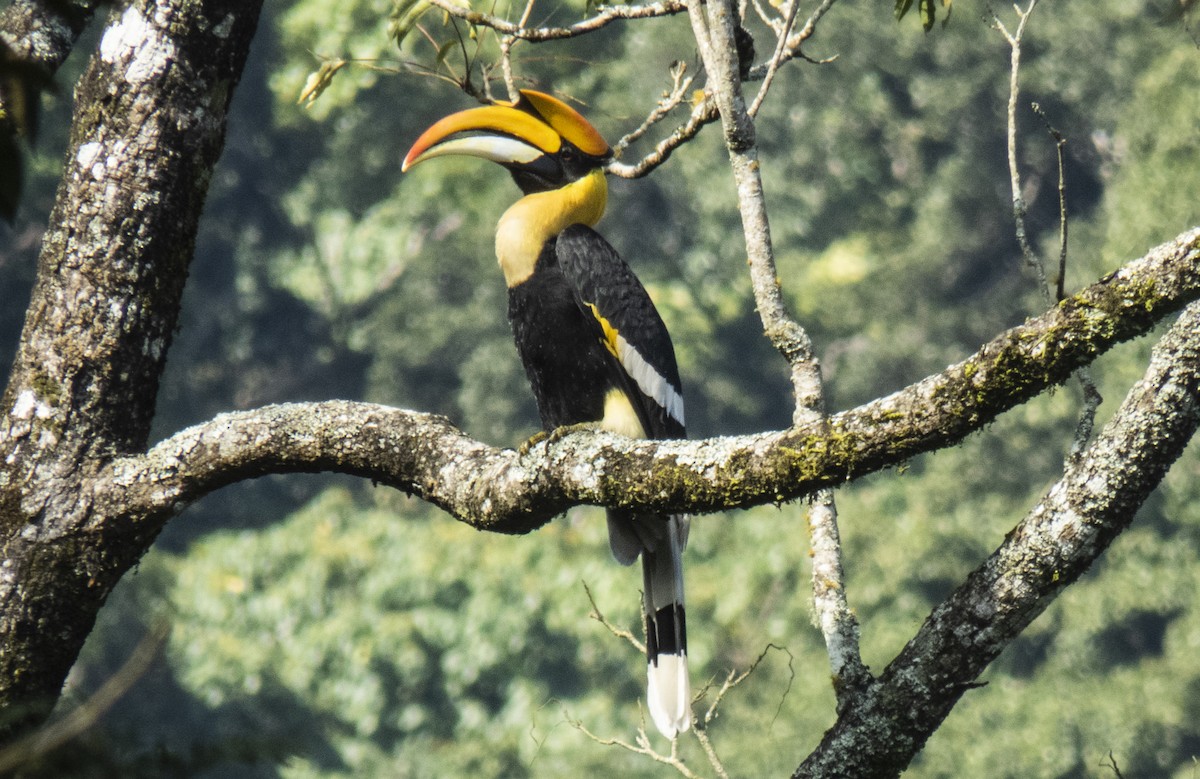 Great Hornbill - ML626310763