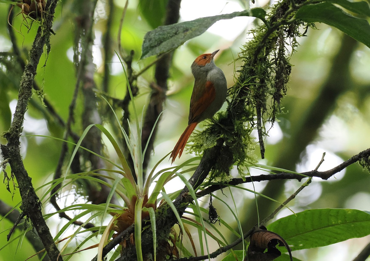 Red-faced Spinetail - ML626310783