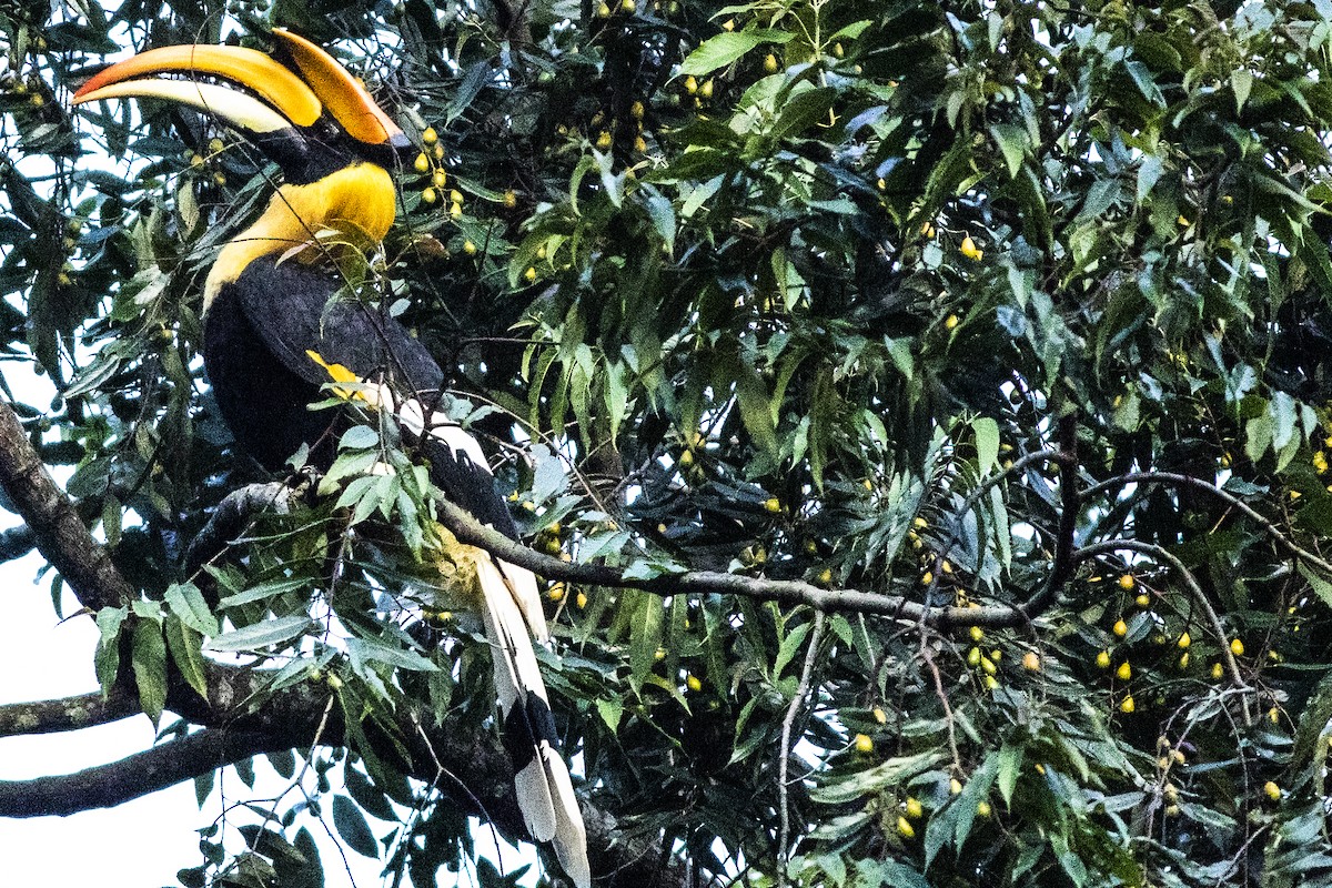 Great Hornbill - ML626310784