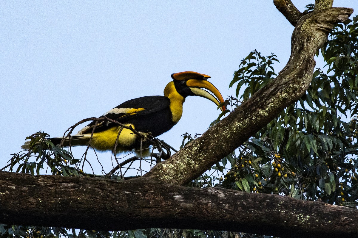 Great Hornbill - ML626310793