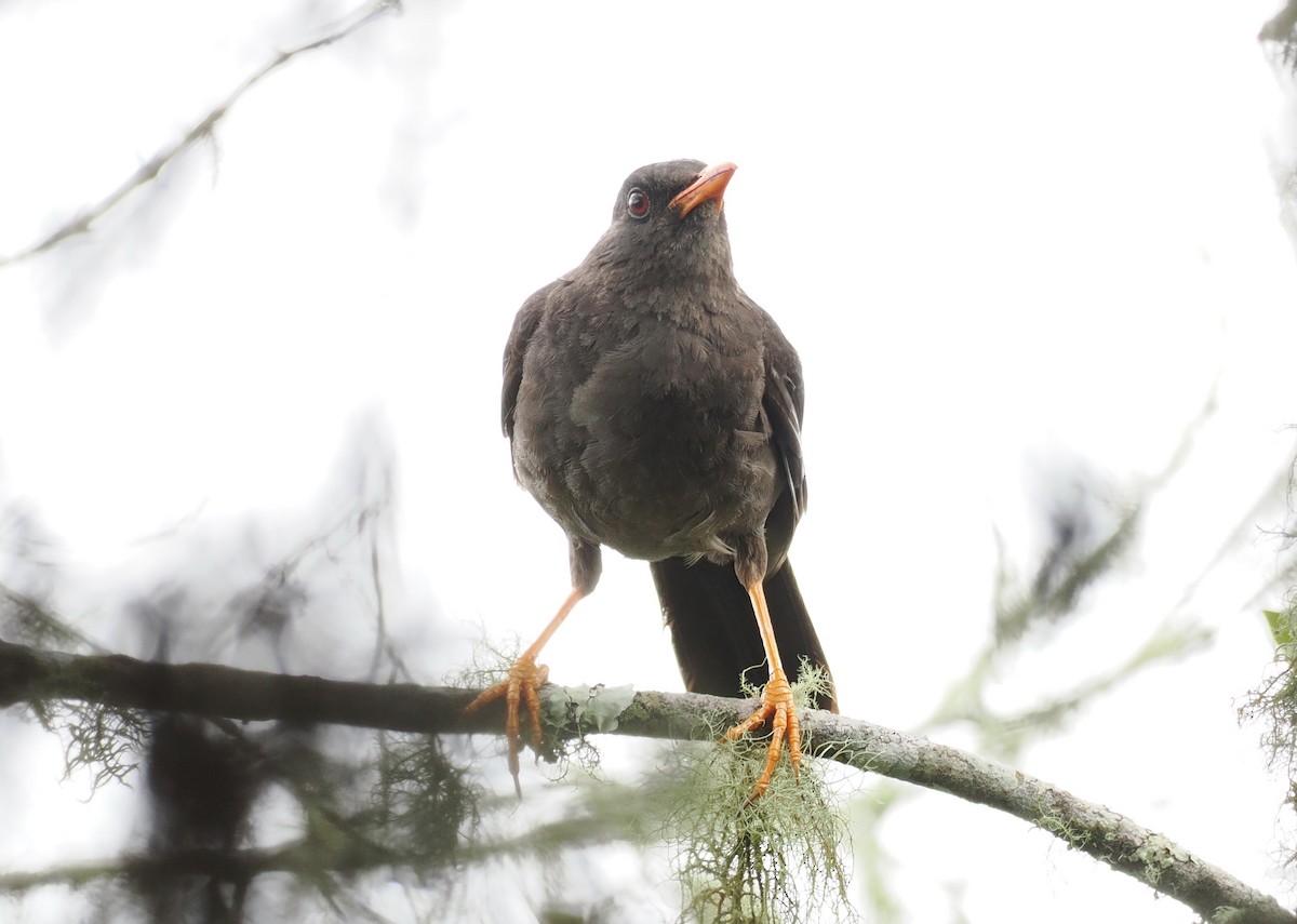 Great Thrush - ML626310799