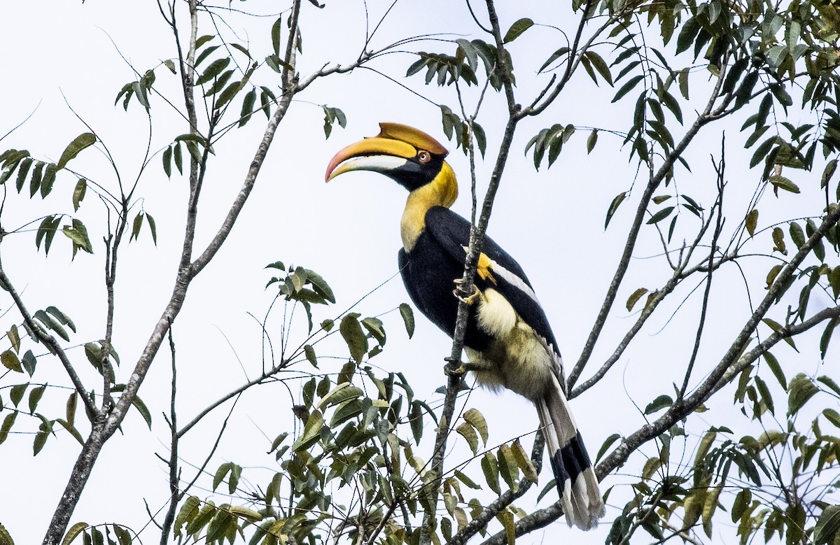 Great Hornbill - ML626310808