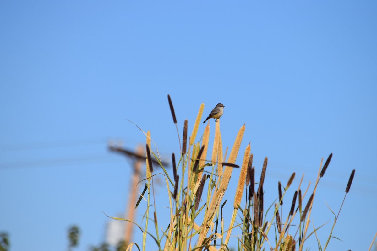 Vermilion Flycatcher - ML626310945
