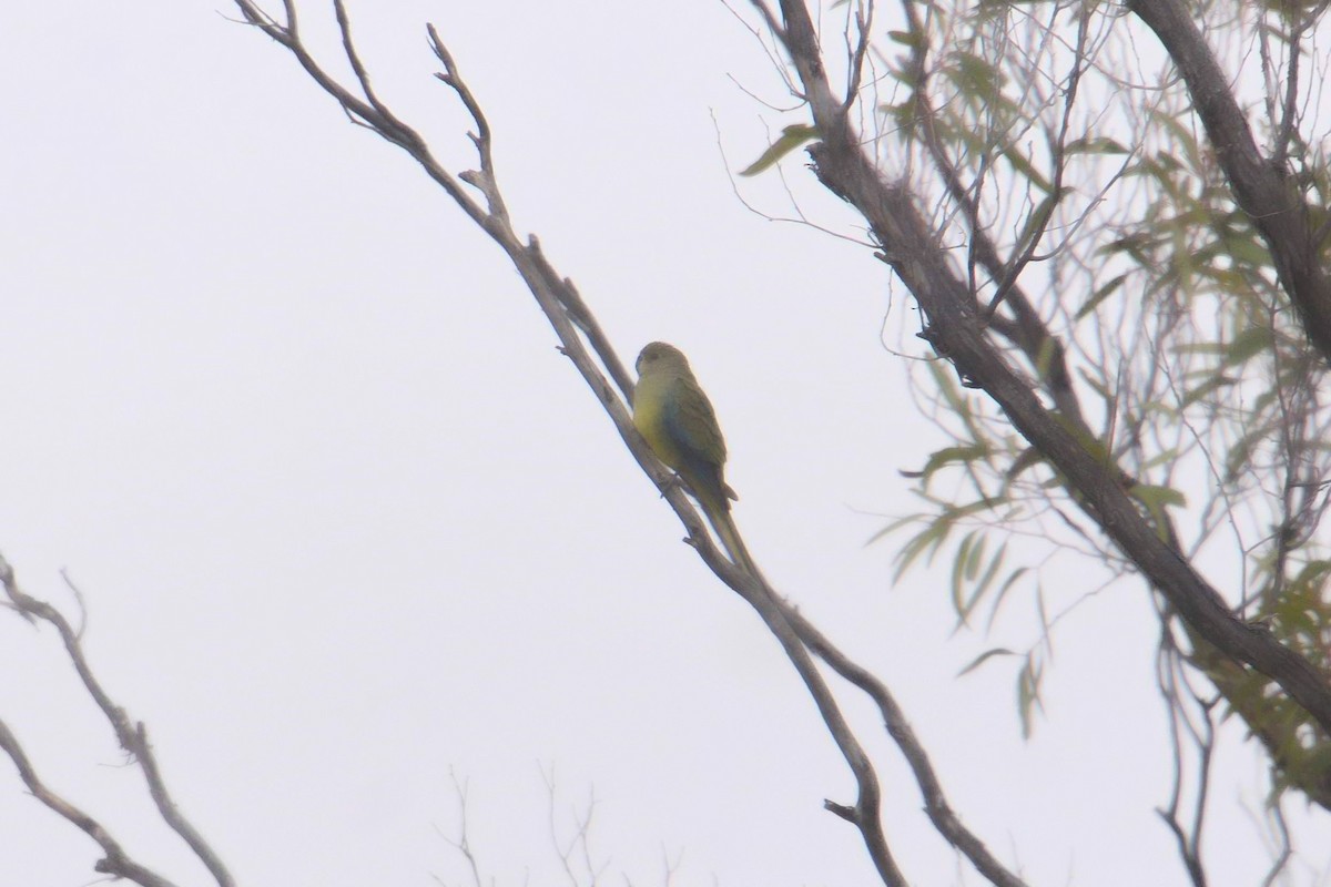 Elegant Parrot - ML626310969
