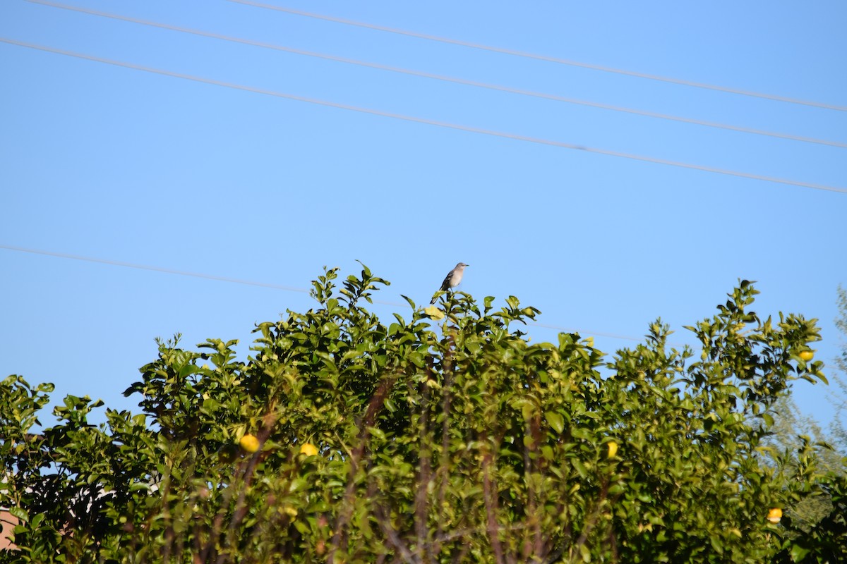 Northern Mockingbird - ML626310975
