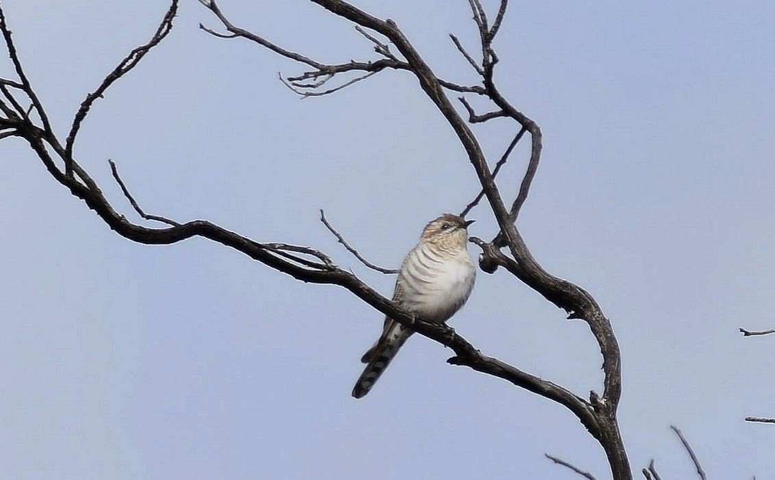 Horsfield's Bronze-Cuckoo - ML626311081