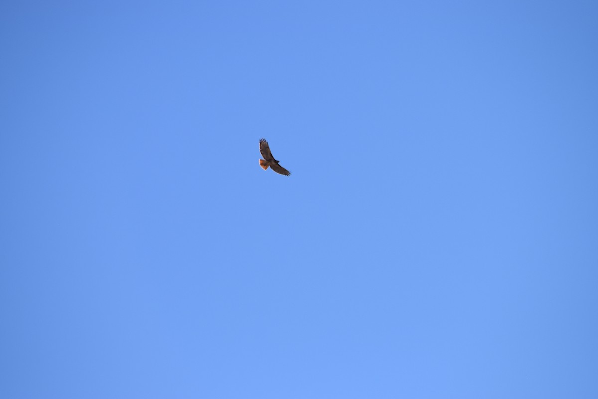 Red-tailed Hawk - ML626311164