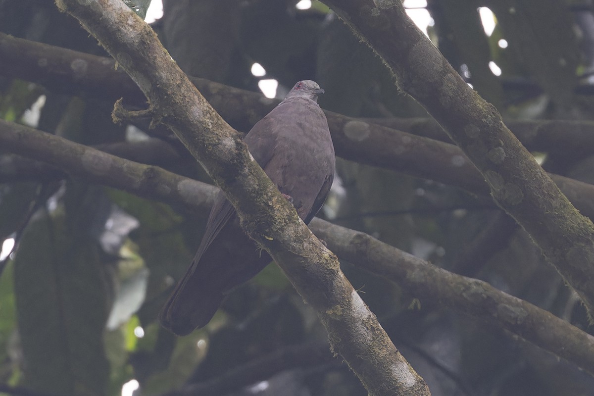 Dusky Pigeon - ML626311727