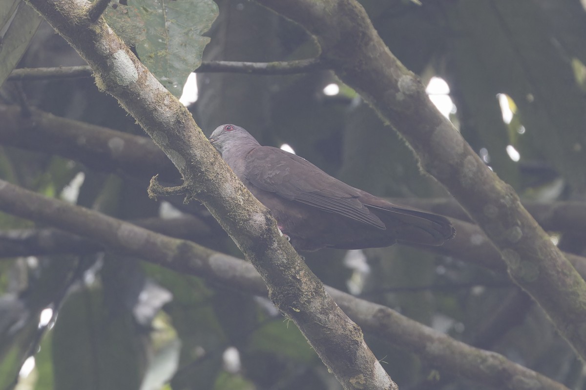 Dusky Pigeon - ML626311728