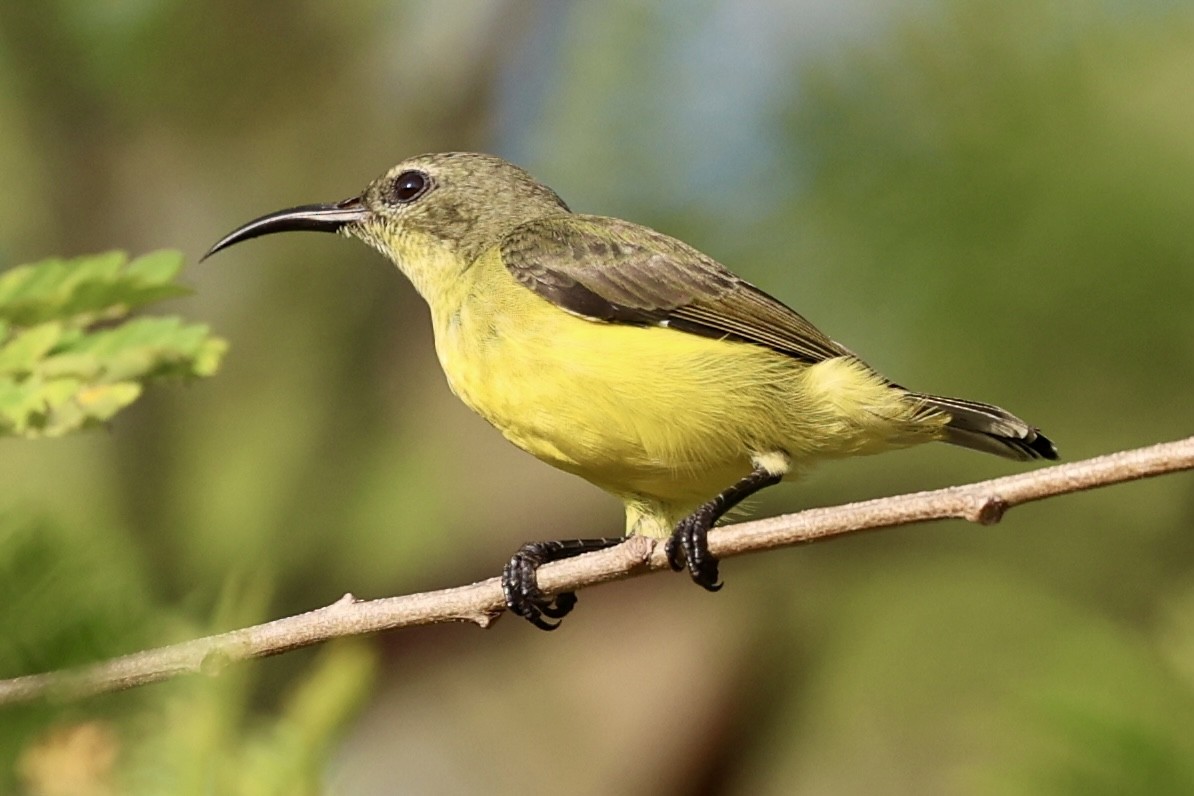 Apricot-breasted Sunbird - ML626312123