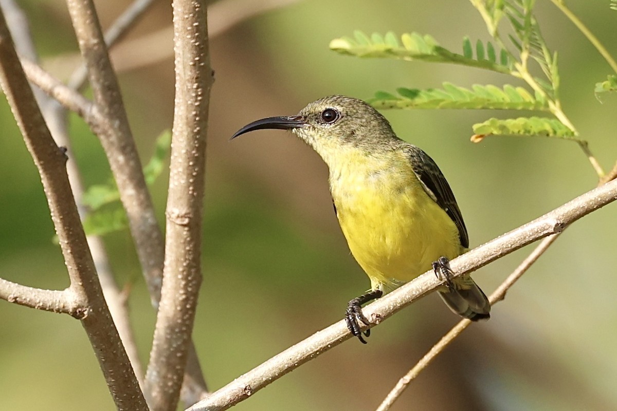 Apricot-breasted Sunbird - ML626312124