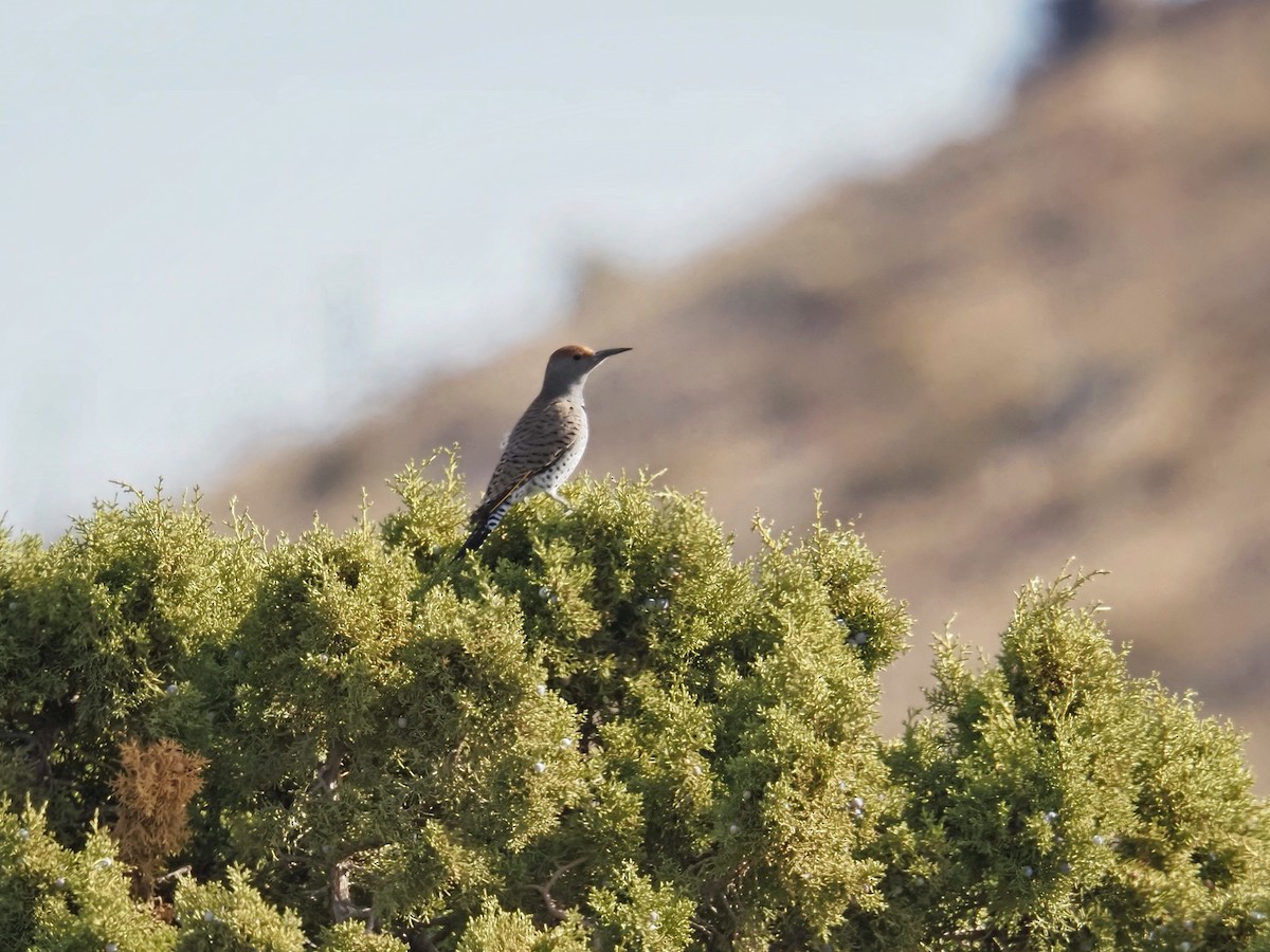 Gilded Flicker - ML626312150