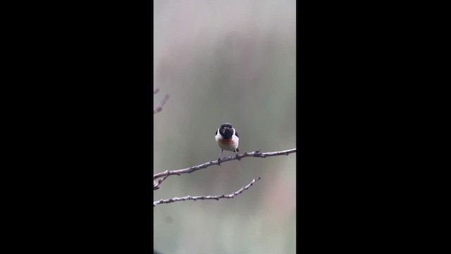Amur Stonechat - ML626312275