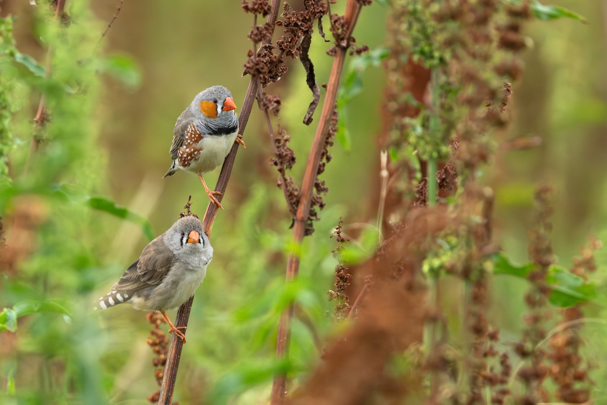 Zebra Finch (Australian) - ML626312307