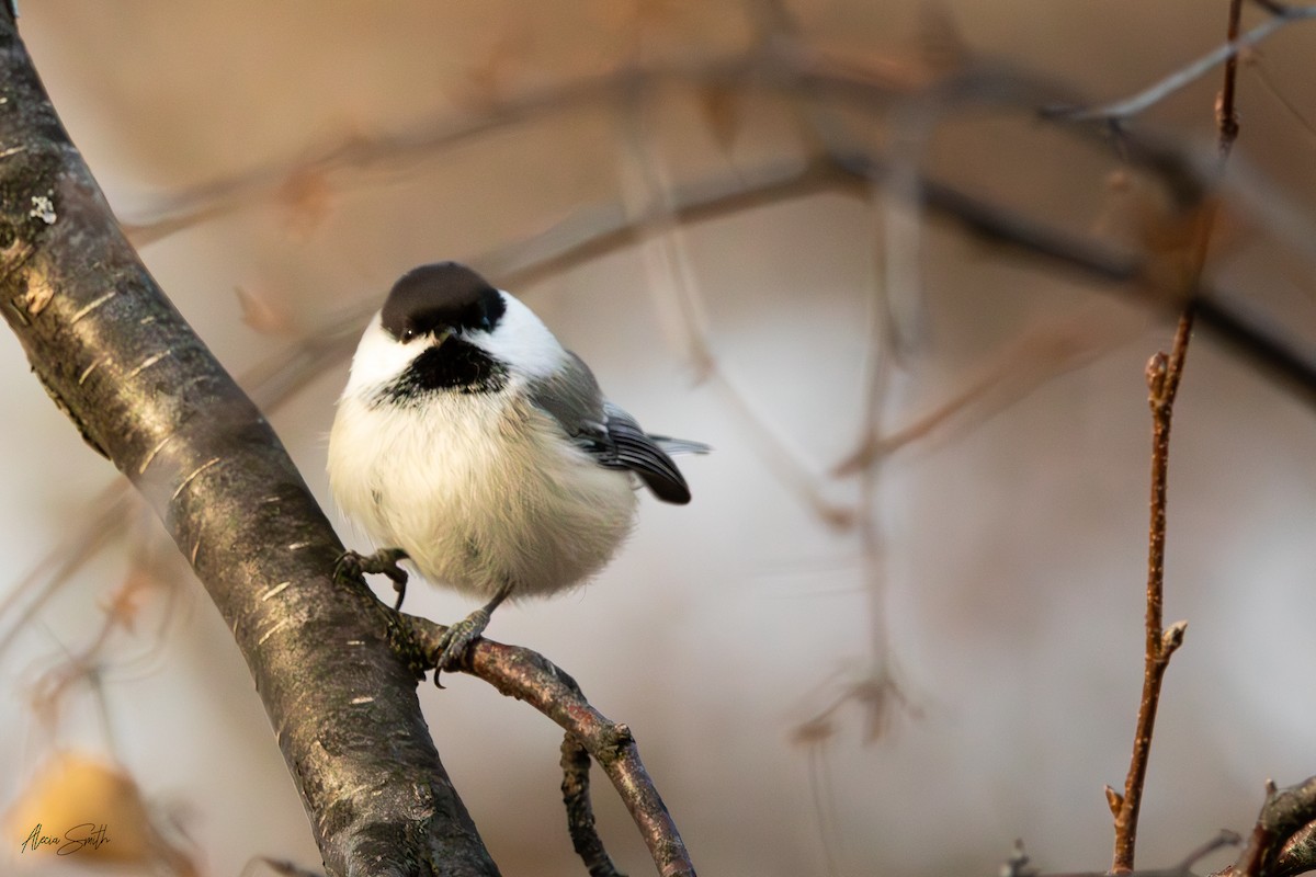 Black-capped Chickadee - ML626312376