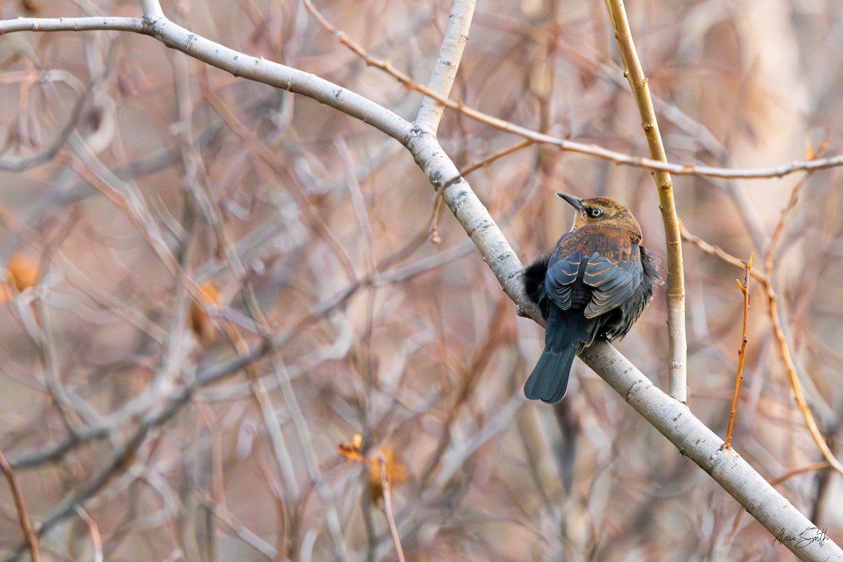 Rusty Blackbird - ML626312386
