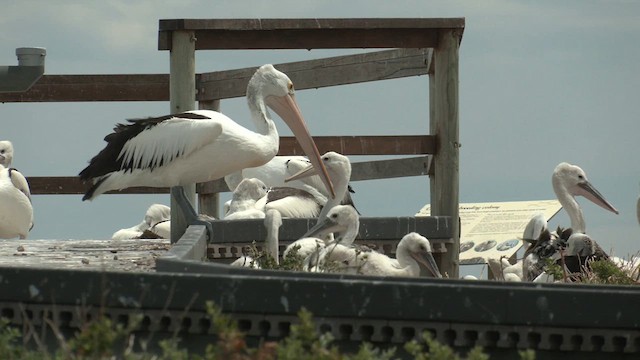 Australian Pelican - ML626312420
