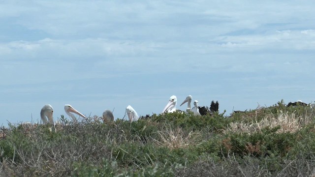 Australian Pelican - ML626312421