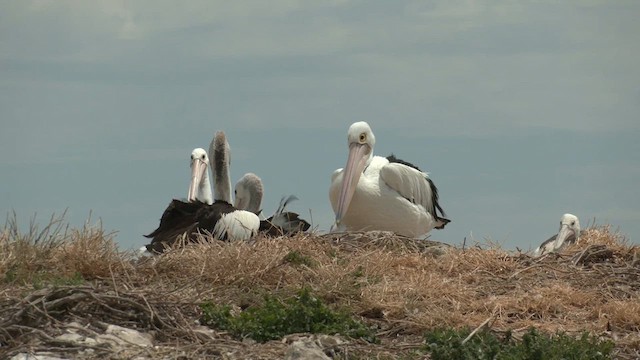 Australian Pelican - ML626312431