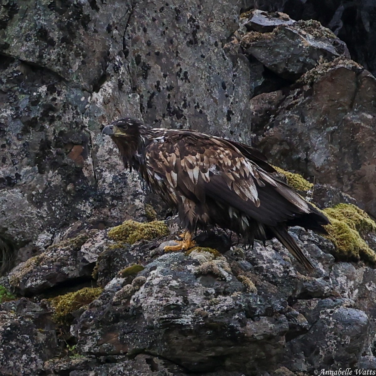 White-tailed Eagle - ML626312443