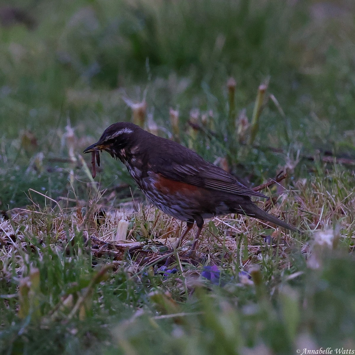 Redwing - ML626312449