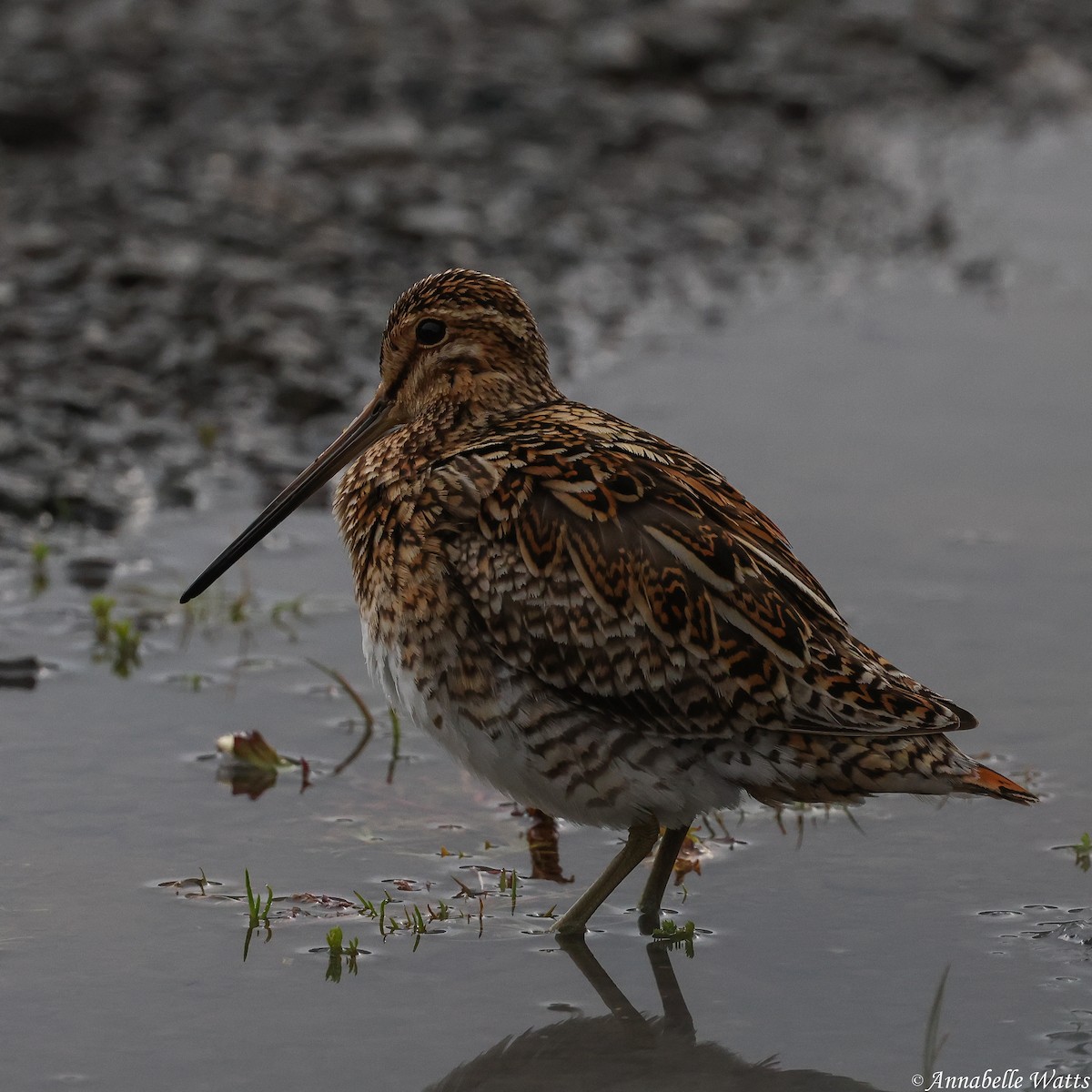 Common Snipe - ML626312455