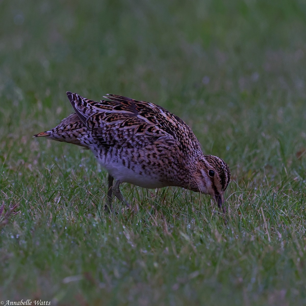 Common Snipe - ML626312456