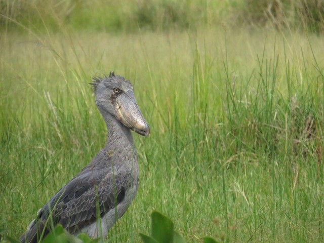 Shoebill - ML626312619