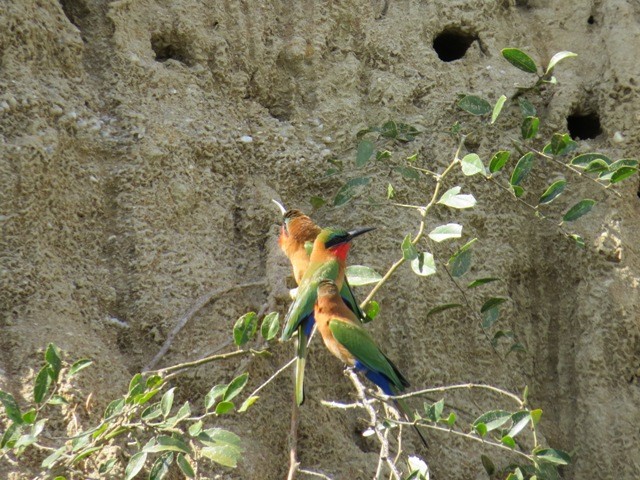 Red-throated Bee-eater - ML626312621