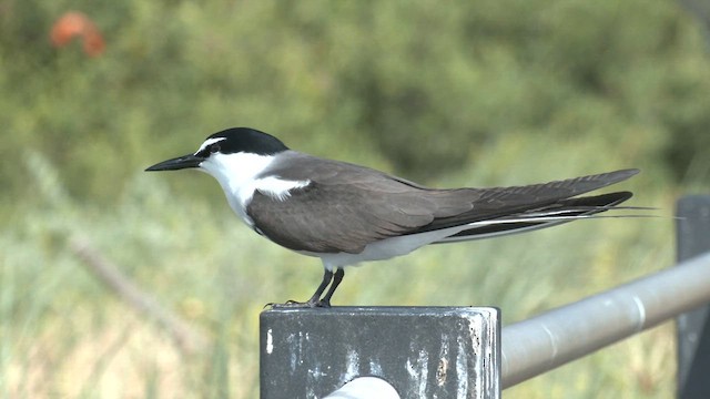 Bridled Tern - ML626312624