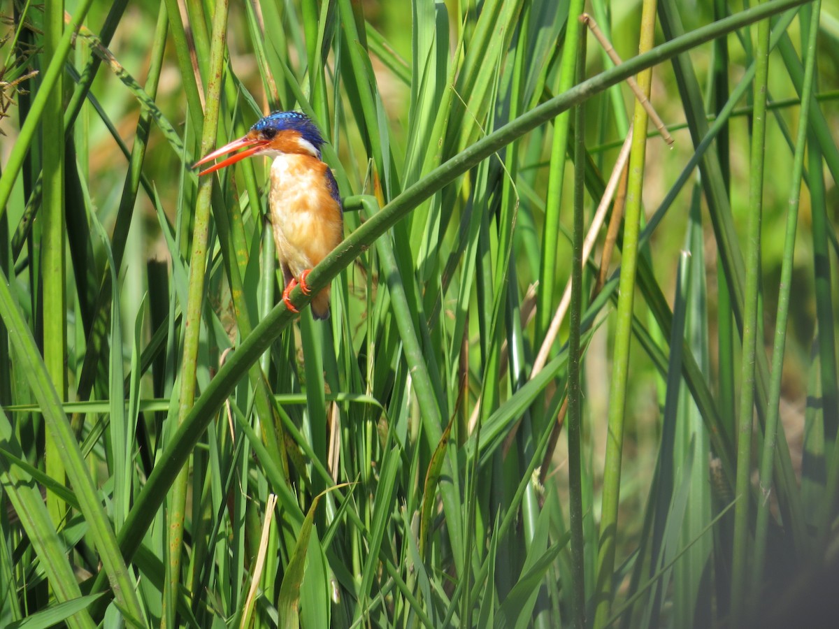 Malachite Kingfisher - ML626312627