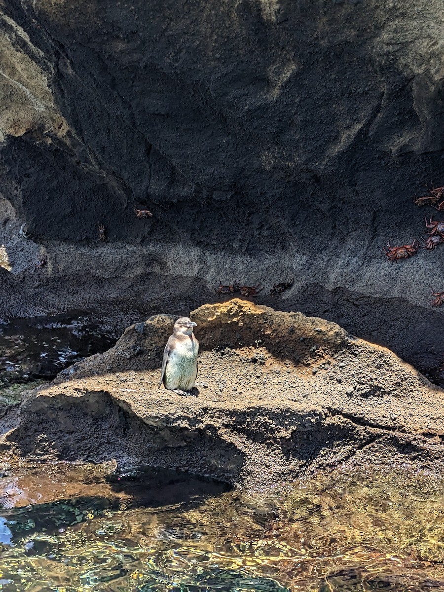 Galapagos Penguin - ML626312637