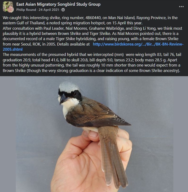 Tiger x Brown Shrike (hybrid) - ML626312685