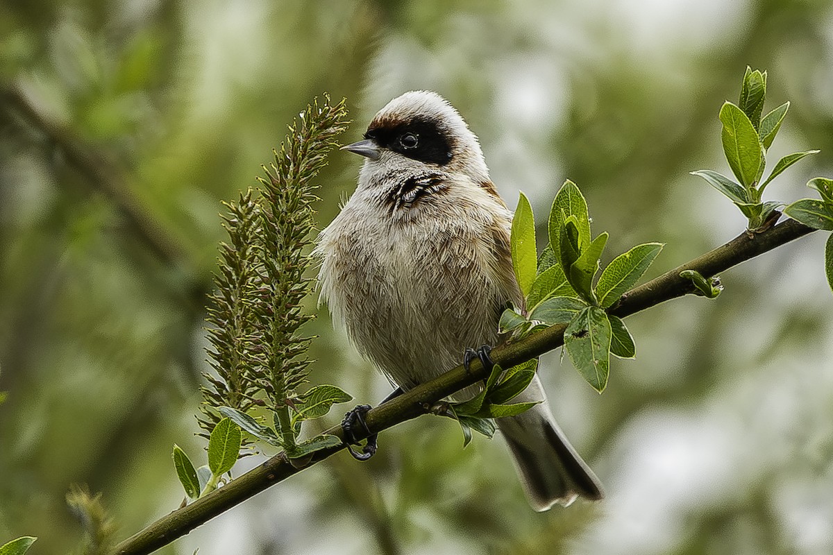 Eurasian Penduline-Tit - ML626312715