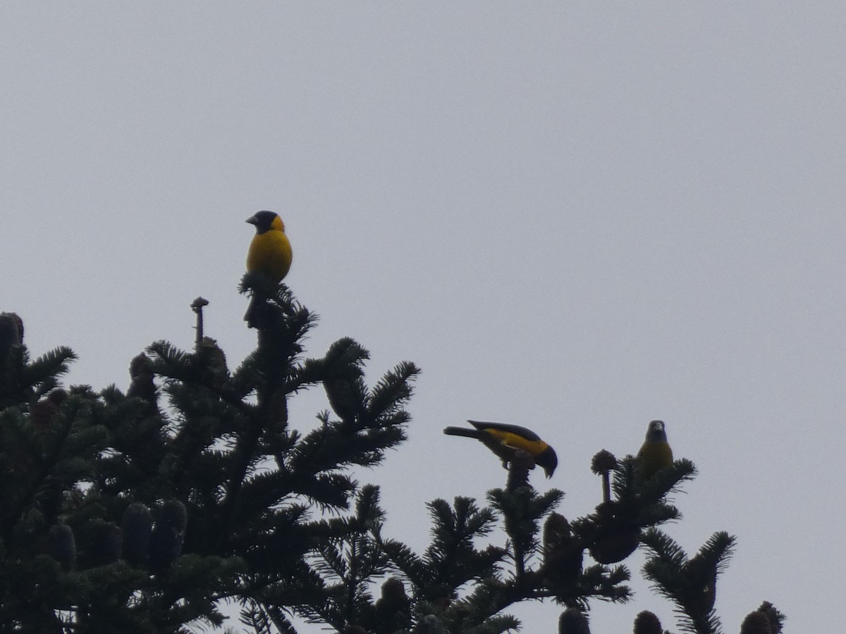 Collared Grosbeak - ML626312778