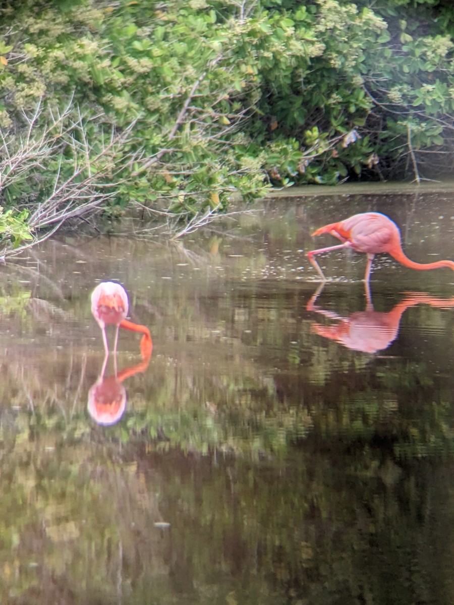 Fenicottero caraibico - ML626312779