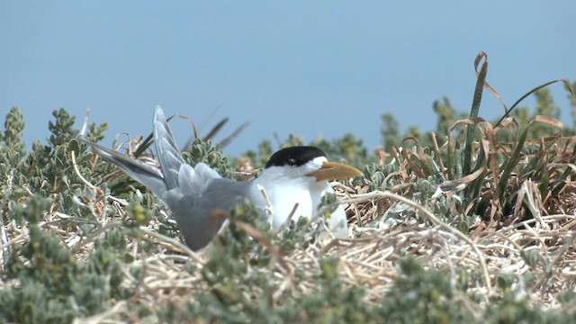 Great Crested Tern - ML626312887