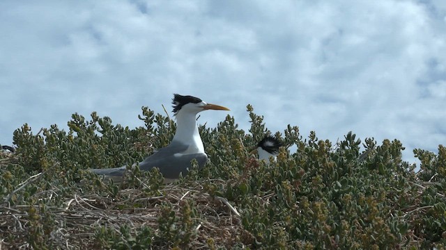 Great Crested Tern - ML626312910