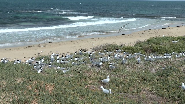 Great Crested Tern - ML626312941