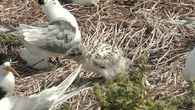 Great Crested Tern - ML626312963