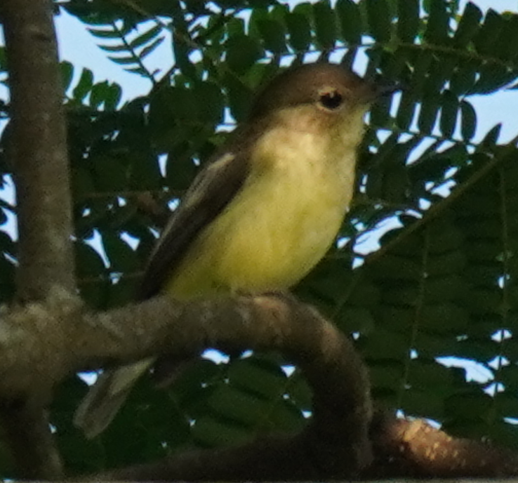 Yellow-rumped Flycatcher - ML626313005