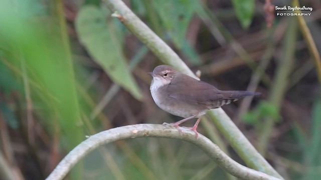 Baikal Bush Warbler - ML626313140