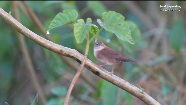 Baikal Bush Warbler - ML626313141